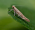 Pyroderces_argyrogrammos_dy8451s