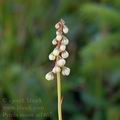 Pyrola_minor_ai1467