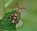 Pyropteron triannuliformis bk0596