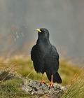 Pyrrhocorax_graculus_cz7161