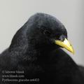 Pyrrhocorax_graculus_ee6433