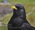 Pyrrhocorax_graculus_pa7133744