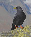 Pyrrhocorax_graculus_r4246