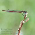 Pyrrhosoma_nymphula_ah5185
