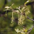 Quercus_cerris_ah2558