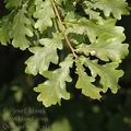 Quercus_robur_af4072