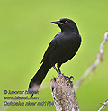 Quiscalus_niger_md1164