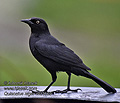 Quiscalus_niger_md1169