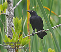 Quiscalus_niger_p4011532