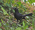 Quiscalus_niger_p4011598