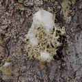 Ramalina_farinacea_ad9010