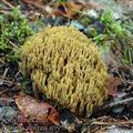 Ramaria_abietina_ai9958