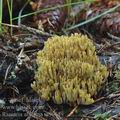 Ramaria_abietina_ai9961