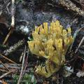 Ramaria_abietina_ai9965