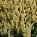 Ramaria_abietina_aj0127