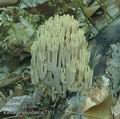 Ramaria_apiculata_ac7351