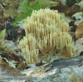 Ramaria_apiculata_ac7354