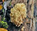 Ramaria_apiculata_jf9665