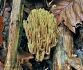 Ramaria_apiculata_jf9669