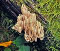 Ramaria_apiculata_jf9673