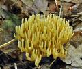 Ramaria_flaccida_bk7004