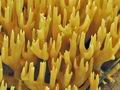 Ramaria_flaccida_bk7008