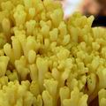 Ramaria_flava_bi1327