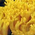 Ramaria_flava_bi1329