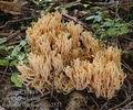 Ramaria_flavescens_aj2527