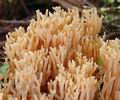 Ramaria_flavescens_aj2535