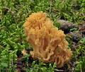 Ramaria_flavescens_bs9387