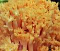 Ramaria_flavescens_bs9392