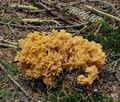 Ramaria_flavescens_bs9572