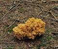 Ramaria_flavescens_bs9577