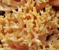 Ramaria_flavescens_bs9585