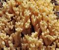 Ramaria_formosa_bs9401