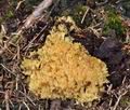 Ramaria_formosa_bs9452