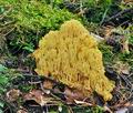 Ramaria_formosa_jf9238