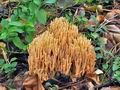 Ramaria_formosa_jf9241