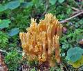 Ramaria_largentii_cr5664