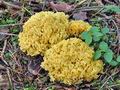 Ramaria_pallidosaponaria_bp0894