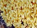 Ramaria_pallidosaponaria_bp0899