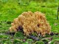 Ramaria_pallidosaponaria_bv4930