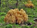 Ramaria_pallidosaponaria_bv4936