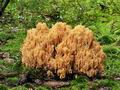 Ramaria_pallidosaponaria_bv4940