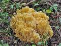 Ramaria_pallidosaponaria_cr5529