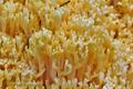 Ramaria_pallidosaponaria_cr5530