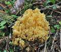 Ramaria_pallidosaponaria_cr5532