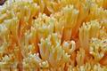 Ramaria_pallidosaponaria_cr5537