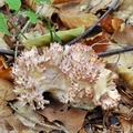 Ramaria_rubripermanens_bi5514